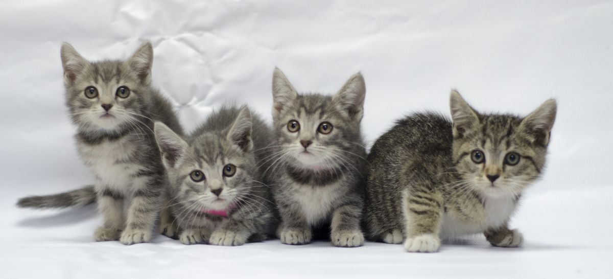 Kitten